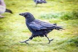 The Crow Calling 5K