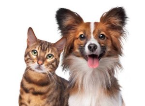 Kennekuk Road Runners - Dogs & Cats Logo