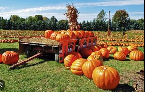 Kennekuk Road Runners  - Fall Frenzy Logo