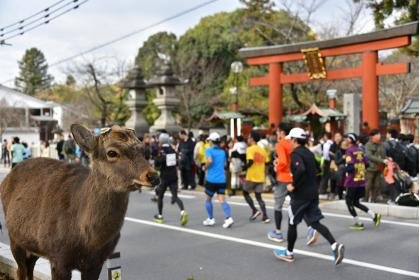 Nara Marathon 2026 (奈良マラソン2026)
