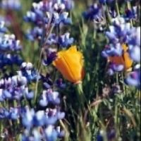 2026 Mt. Tam Wild Boar Half Marathon & 10K