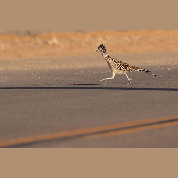 3rd Annual Scott Trot 5K Logo