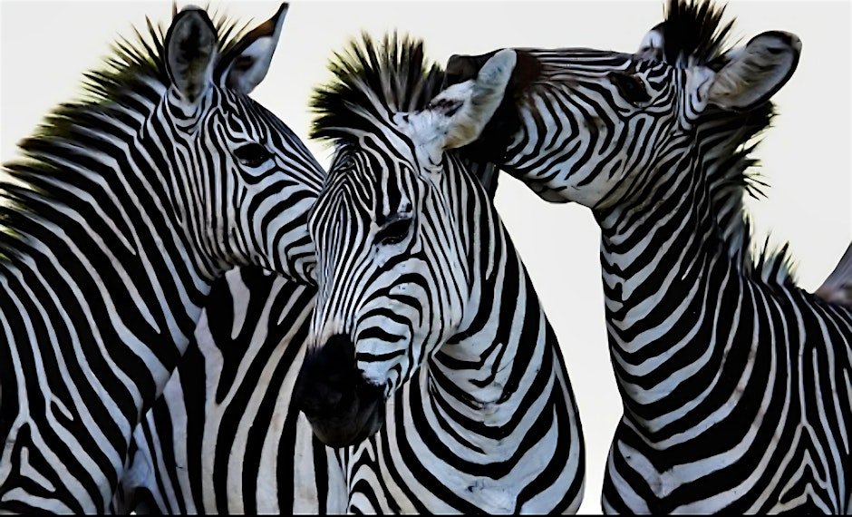 7th Annual Zebra Dazzle 5k Walk/Run/Bike for Amyloidosis Awareness - NW, DC