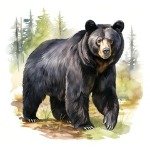 Bear Valley Triathlon Logo