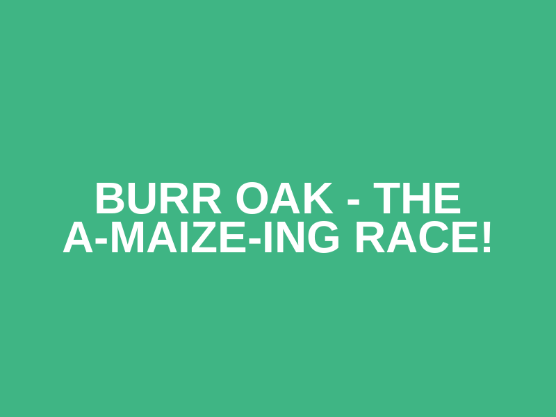 Burr Oak - The A-maize-ing race!