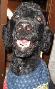 Colie's 5K Fire Run/Walk Logo