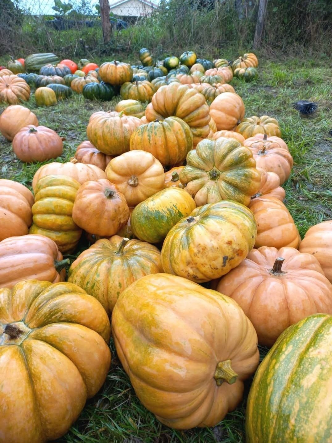 Courge à pied Logo