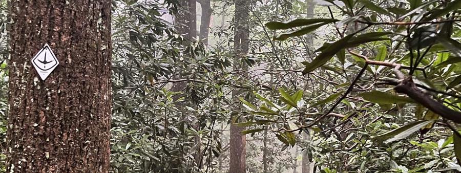 Coyote Ugly 30k & 50k