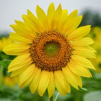 Crawford Sunflower Farm 5k Fun Run