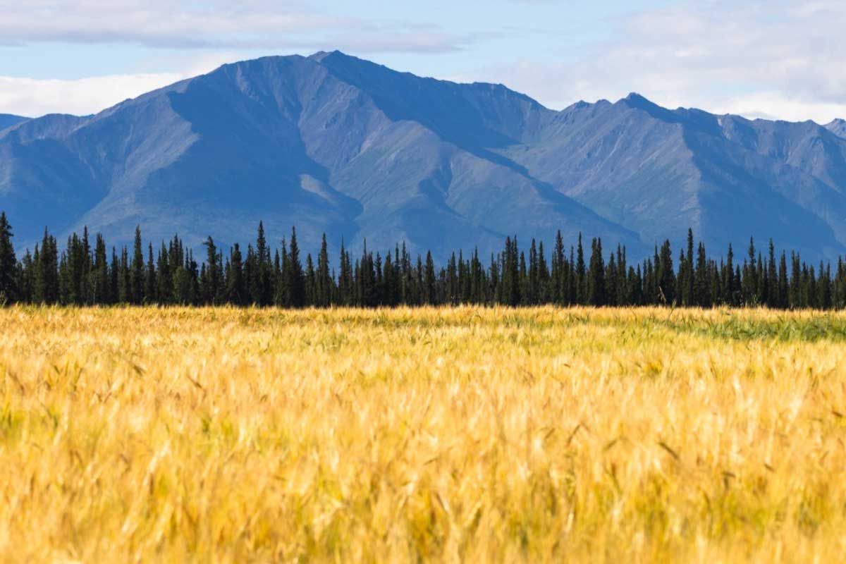 Delta Junction Barley Half Marathon