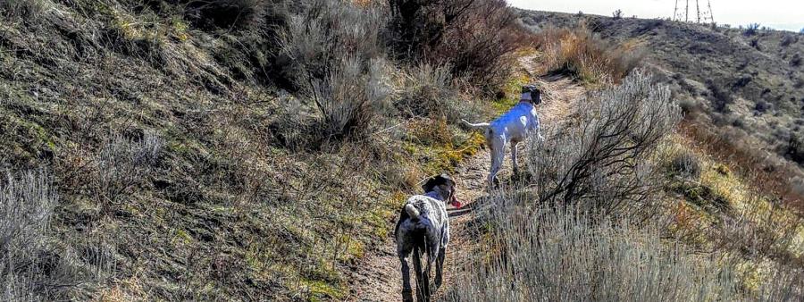 Dirty Dog Trail Marathon & Half Marathon