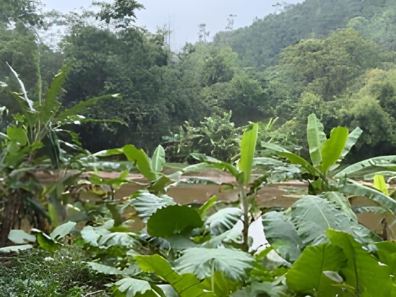 Éco-Trail Dinh Lap