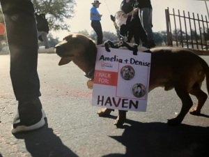 End DWI and support Rehoboth June Camp! 5k, 10k, 1-mile Kid's run, and 1-mile walk/run Logo