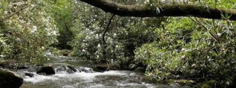 Feral Mtn 100M/50M Logo