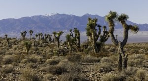 Grandmaster Ultras 2026