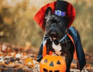 HALLOWEEN MUTT STRUT 2 Mile WALK Logo