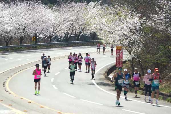 Hapcheon Cherry Blossom Marathon Logo
