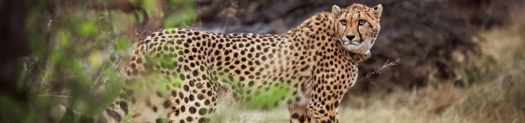 Howletts Cheetah 5k Logo
