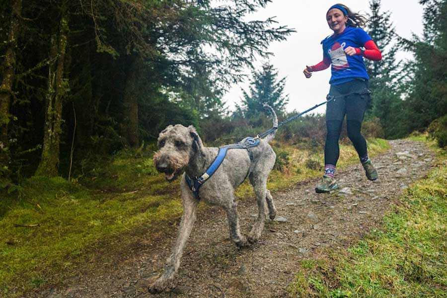 Lakeland Paws Dogs @ Dodd Double Header Logo