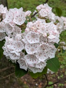 Laurel Fest 5k Hosted By PCK9SU Logo