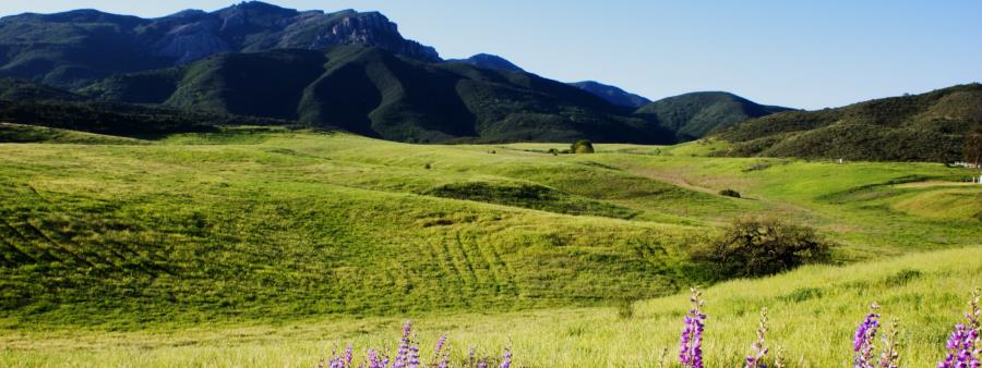 Malibu Canyon Trail Races Logo