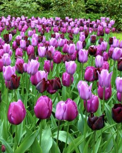 Mother’s Day Hope 5k Logo