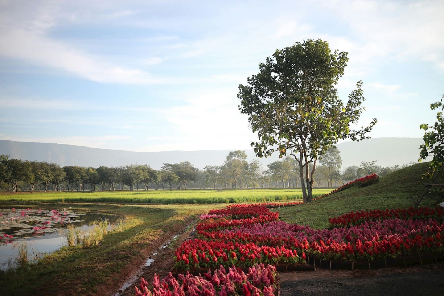 Mountain Breeze Nakhon Nayok Logo