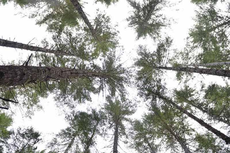 Mudslinger XC and Trail Run Logo