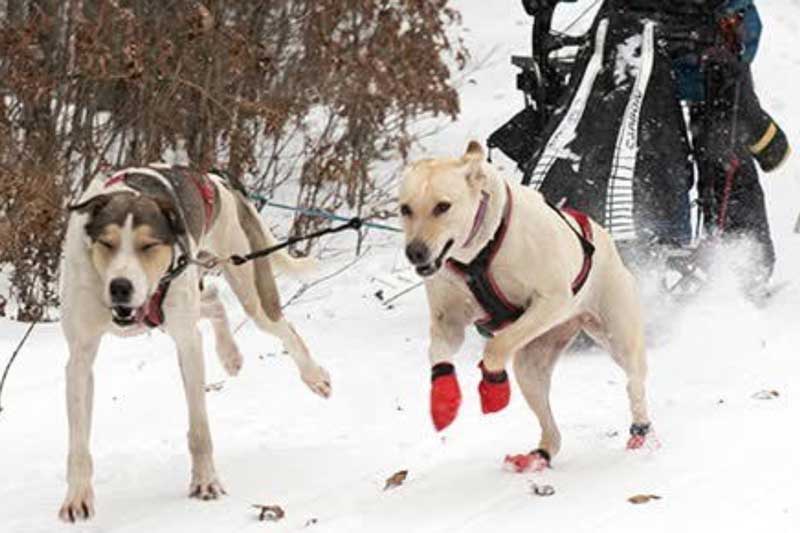 MUSH Mystic Lake SLED Race Logo