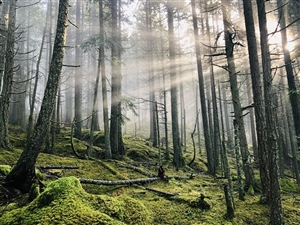 Orcas Island 100 Logo