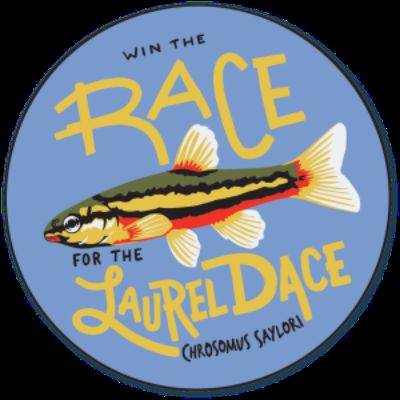 Race to Save the Laurel Dace
