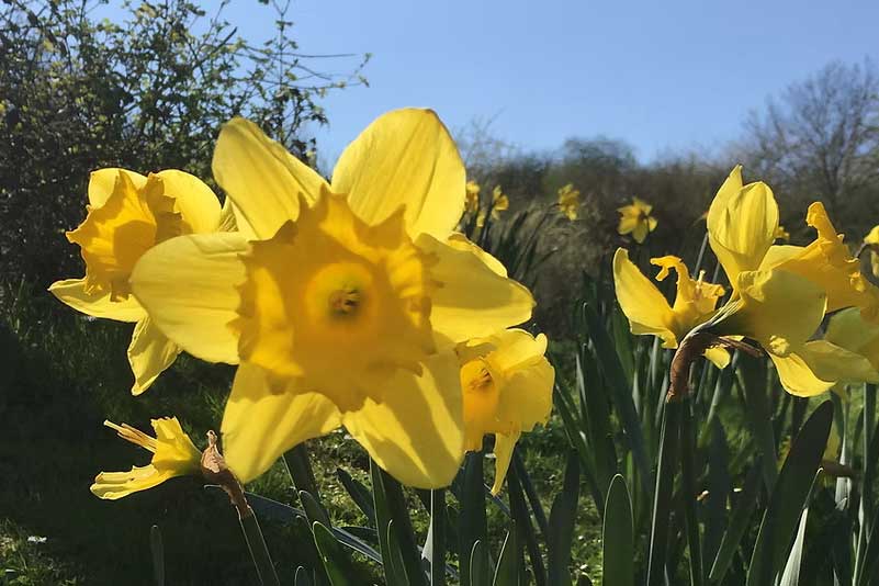 Rutland Spring Half Marathon Logo