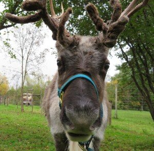 Sleigh Me Ultras Logo