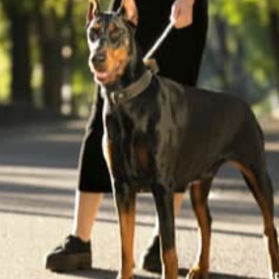 The Doberman Dash Logo