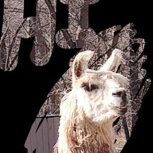 The FROZEN STICK 5 Mile and Half Marathon Trail Run Logo