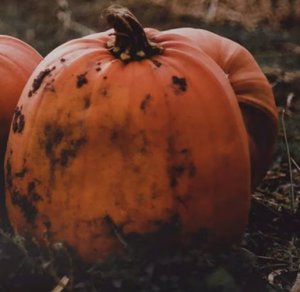 The Great Pumpkin Haul
