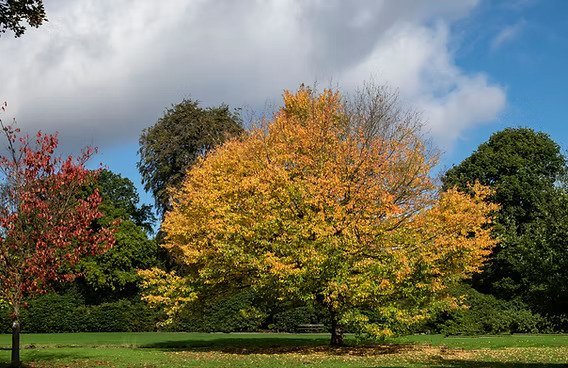 The Ultra Loop - August Logo