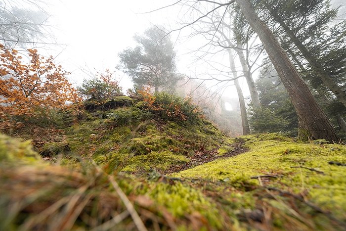 TRAIL DE LA MOSSIG