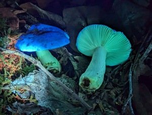 Ultraviolet Mushroom Hunt with Drew Palmer