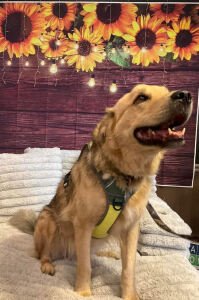 [Un]leash the Fun 5k Run and 2k Walk Logo