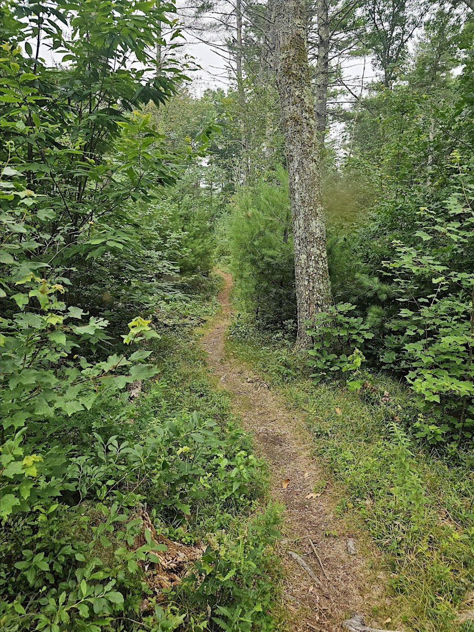 Wachusett NEMBA Monday Night Ride - Leominster State Forest - Rocky Pond