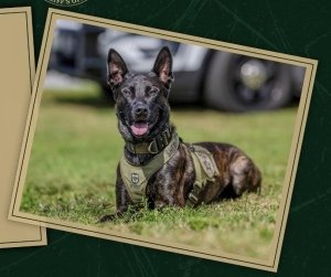 Wagging Tails on the Trails Logo