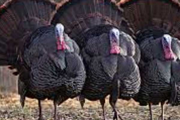 Wild Turkey 3 Miler Logo