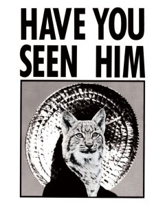 Wildcat Summer Cup - July 5K Logo